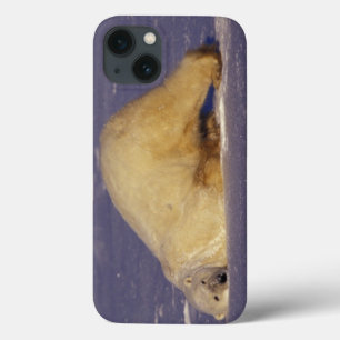 NA, Canada, Manitoba, Churchill, Polar bear iPhone 13 Case