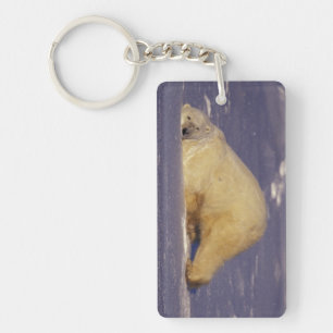 NA, Canada, Manitoba, Churchill, Polar bear Key Ring