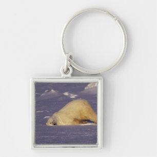 NA, Canada, Manitoba, Churchill, Polar bear Key Ring