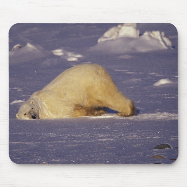 NA, Canada, Manitoba, Churchill, Polar bear Mouse Mat (Front)