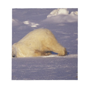 NA, Canada, Manitoba, Churchill, Polar bear Notepad