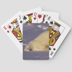 NA, Canada, Manitoba, Churchill, Polar bear Playing Cards