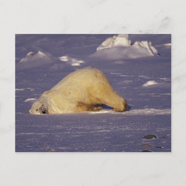 NA, Canada, Manitoba, Churchill, Polar bear Postcard (Front)