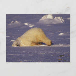 NA, Canada, Manitoba, Churchill, Polar bear Postcard