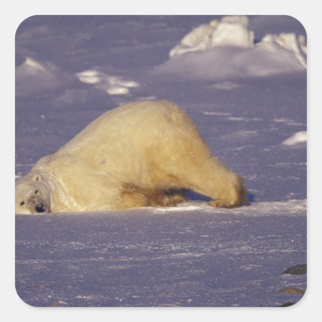 NA, Canada, Manitoba, Churchill, Polar bear Square Sticker (Front)