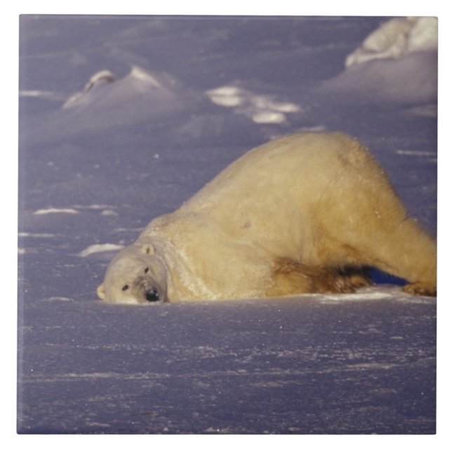 NA, Canada, Manitoba, Churchill, Polar bear Tile (Front)