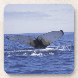 NA, Canada, Newfoundland, Trinity Bay. Humpback Coaster