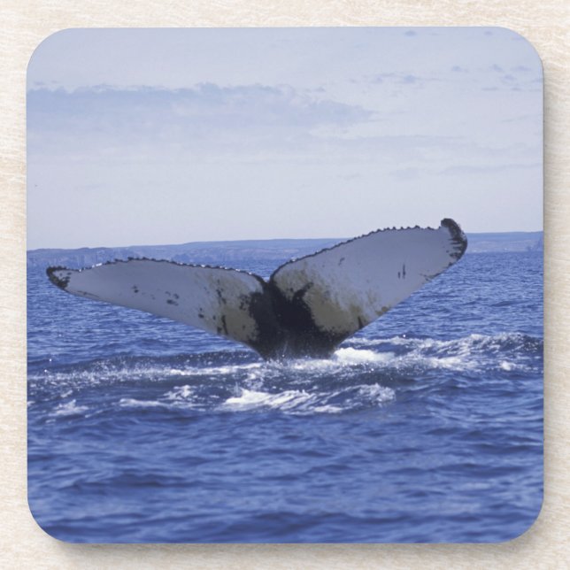 NA, Canada, Newfoundland, Trinity Bay. Humpback Coaster (Front)