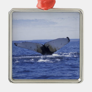 NA, Canada, Newfoundland, Trinity Bay. Humpback Metal Tree Decoration