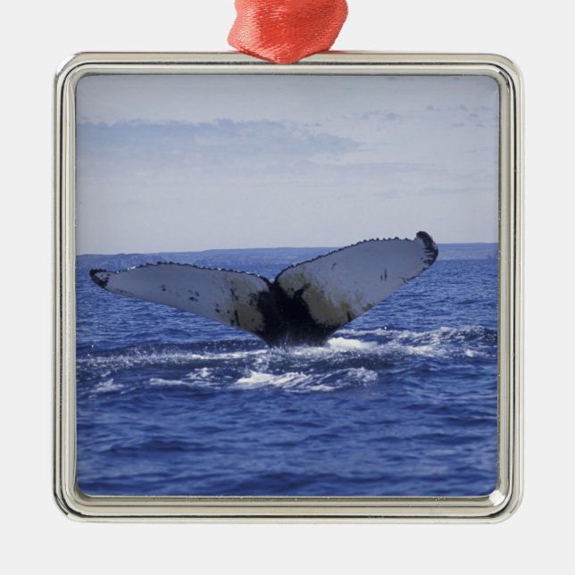 NA, Canada, Newfoundland, Trinity Bay. Humpback Metal Tree Decoration (Front)