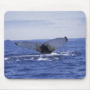 NA, Canada, Newfoundland, Trinity Bay. Humpback Mouse Mat