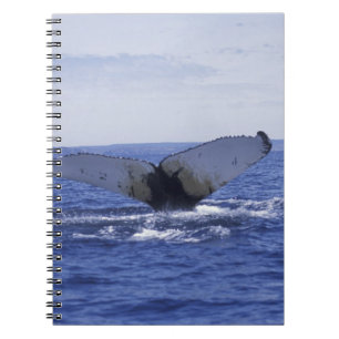 NA, Canada, Newfoundland, Trinity Bay. Humpback Notebook