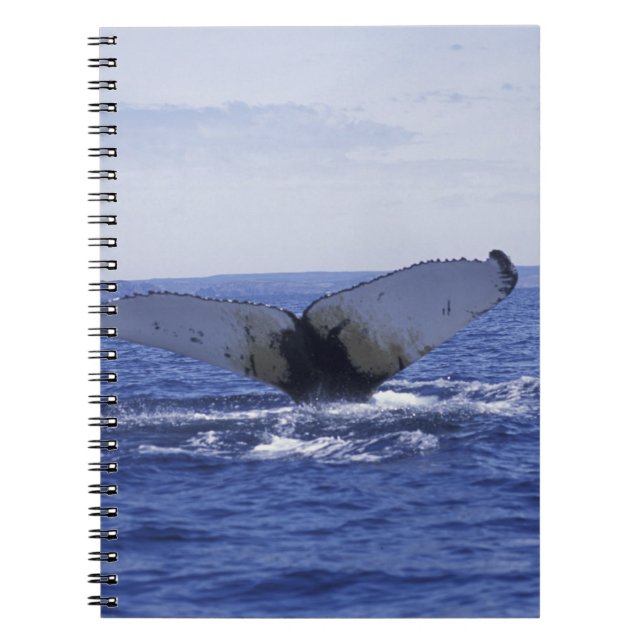 NA, Canada, Newfoundland, Trinity Bay. Humpback Notebook (Front)