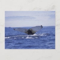 NA, Canada, Newfoundland, Trinity Bay. Humpback