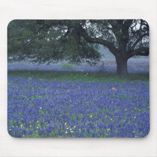 NA, Texas, Devine, Oak and blue bonnets Mouse Mat (Front)