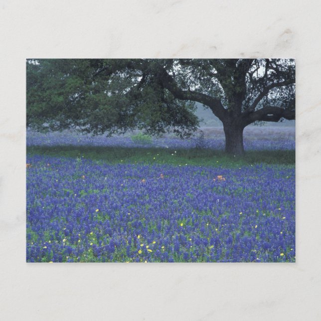 NA, Texas, Devine, Oak and blue bonnets Postcard (Front)