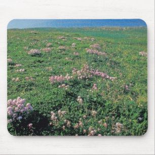NA, USA, Alaska, Aleutian Island, Scenic with Mouse Mat