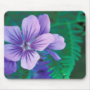 NA, USA, Alaska, Aleutian Islands, Wild Mouse Mat