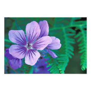 NA, USA, Alaska, Aleutian Islands, Wild Photo Print