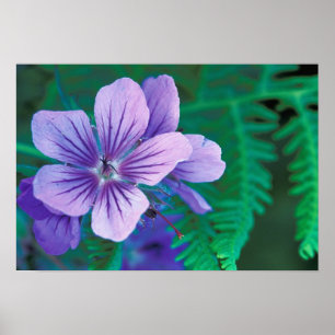 NA, USA, Alaska, Aleutian Islands, Wild Poster