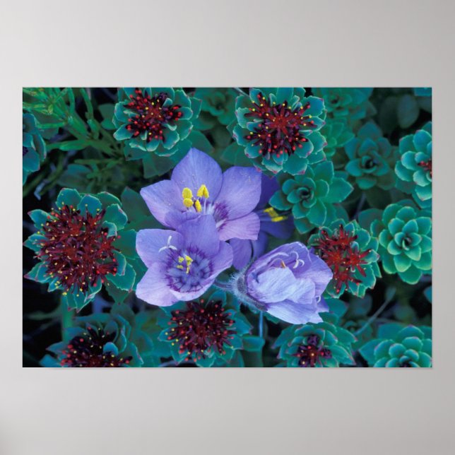 NA, USA, Alaska, Aleutian Islands, Wildflowers Poster (Front)