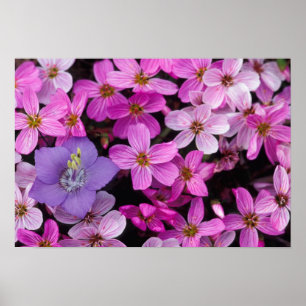 NA, USA, Alaska, Aleutian Islands, Wildflowers Poster