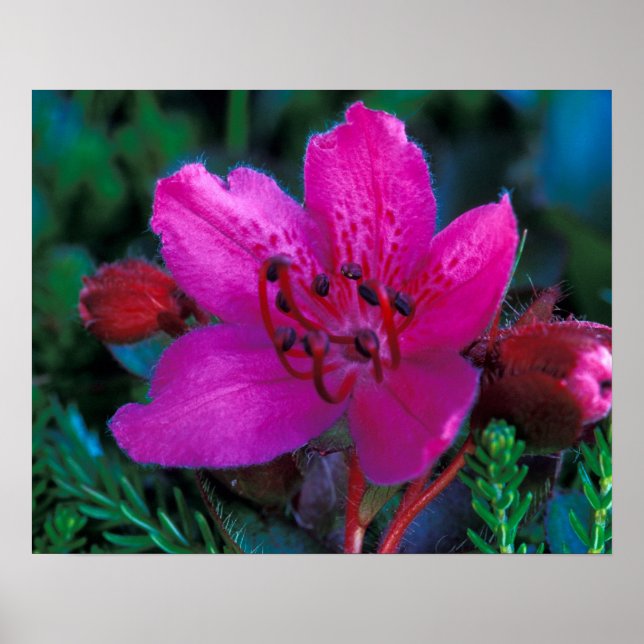 NA, USA, Alaska, Aleutian Islands, Wildflowers Poster (Front)
