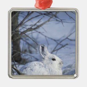 NA, USA, Alaska. Arctic National Wildlife Metal Tree Decoration