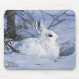 NA, USA, Alaska. Arctic National Wildlife Mouse Mat