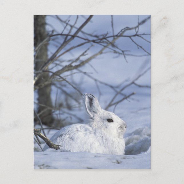 NA, USA, Alaska. Arctic National Wildlife Postcard (Front)