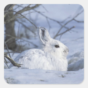 NA, USA, Alaska. Arctic National Wildlife Square Sticker