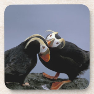 NA, USA, Alaska, Bering Sea, Pribilofs. Tufted Coaster