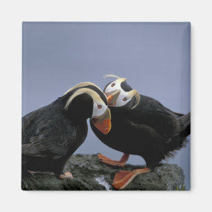 NA, USA, Alaska, Bering Sea, Pribilofs. Tufted Magnet