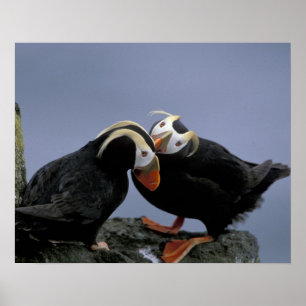 NA, USA, Alaska, Bering Sea, Pribilofs. Tufted Poster