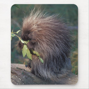 NA, USA, Alaska, Captive porcupine Mouse Mat