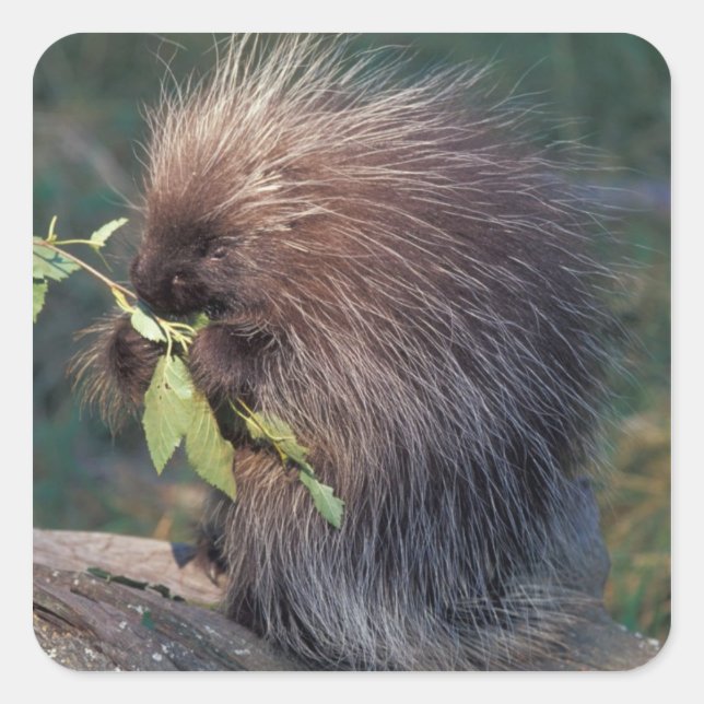 NA, USA, Alaska, Captive porcupine Square Sticker (Front)