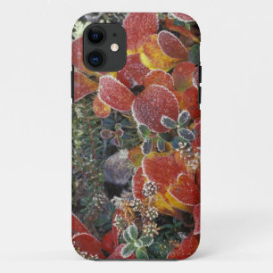 NA, USA, Alaska. Denali National Park. Bearberry 2 iPhone 11 Case