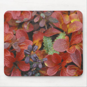 NA, USA, Alaska. Denali National Park. Bearberry Mouse Mat