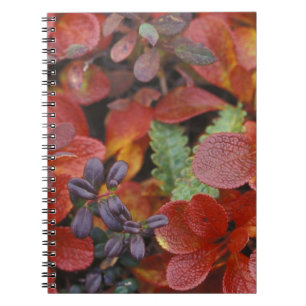 NA, USA, Alaska. Denali National Park. Bearberry Notebook