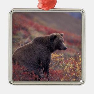 NA, USA, Alaska, Denali NP. A female grizzly Metal Tree Decoration