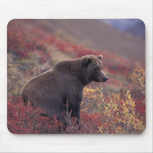 NA, USA, Alaska, Denali NP. A female grizzly Mouse Mat