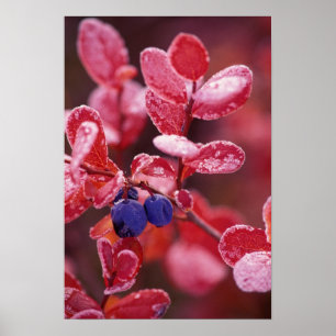 NA, USA, Alaska, Denali NP, Blue berries in Poster