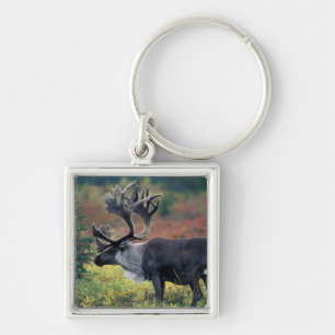 NA, USA, Alaska, Denali NP, Bull caribou 3 Key Ring
