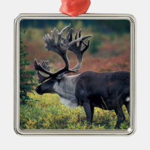 NA, USA, Alaska, Denali NP, Bull caribou 3 Metal Tree Decoration