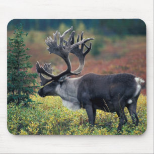 NA, USA, Alaska, Denali NP, Bull caribou 3 Mouse Mat