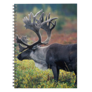 NA, USA, Alaska, Denali NP, Bull caribou 3 Notebook