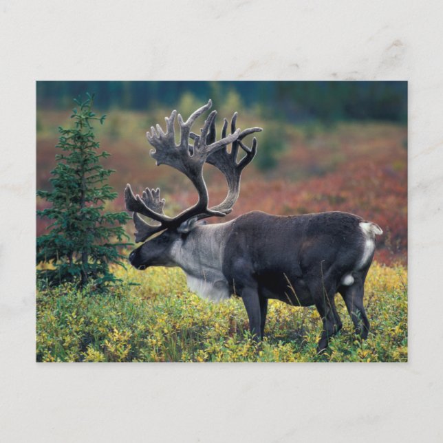 NA, USA, Alaska, Denali NP, Bull caribou 3 Postcard (Front)