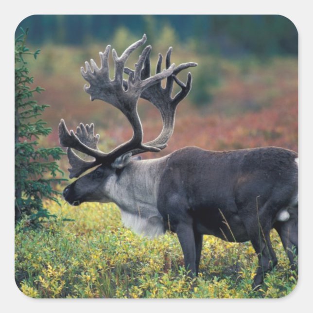 NA, USA, Alaska, Denali NP, Bull caribou 3 Square Sticker (Front)