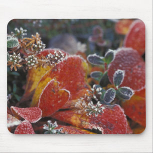 NA, USA, Alaska, Denali NP Frosted, fall-coloured Mouse Mat