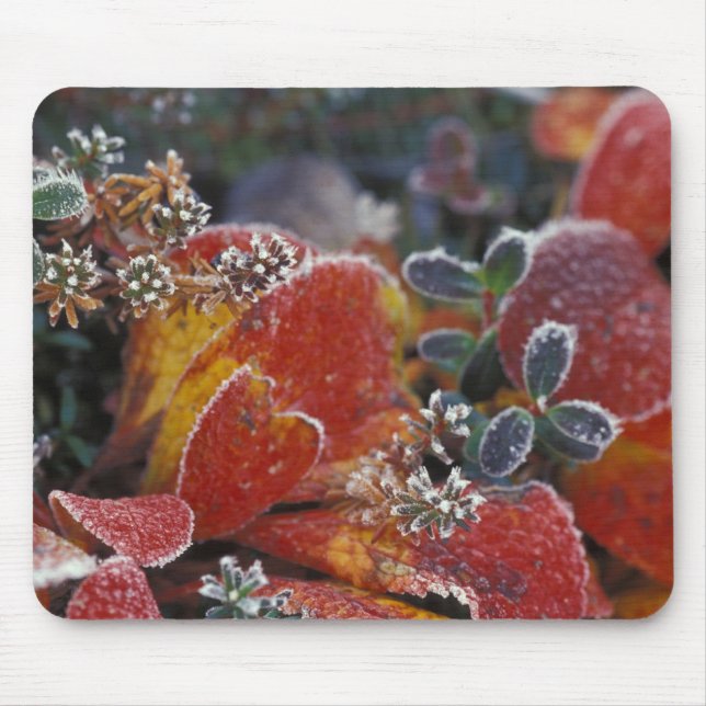 NA, USA, Alaska, Denali NP Frosted, fall-coloured Mouse Mat (Front)